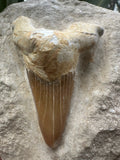 Large Fossil Shark Tooth In Matrix ~ 6cm tooth ~Natural Marine Fossil Specimen B