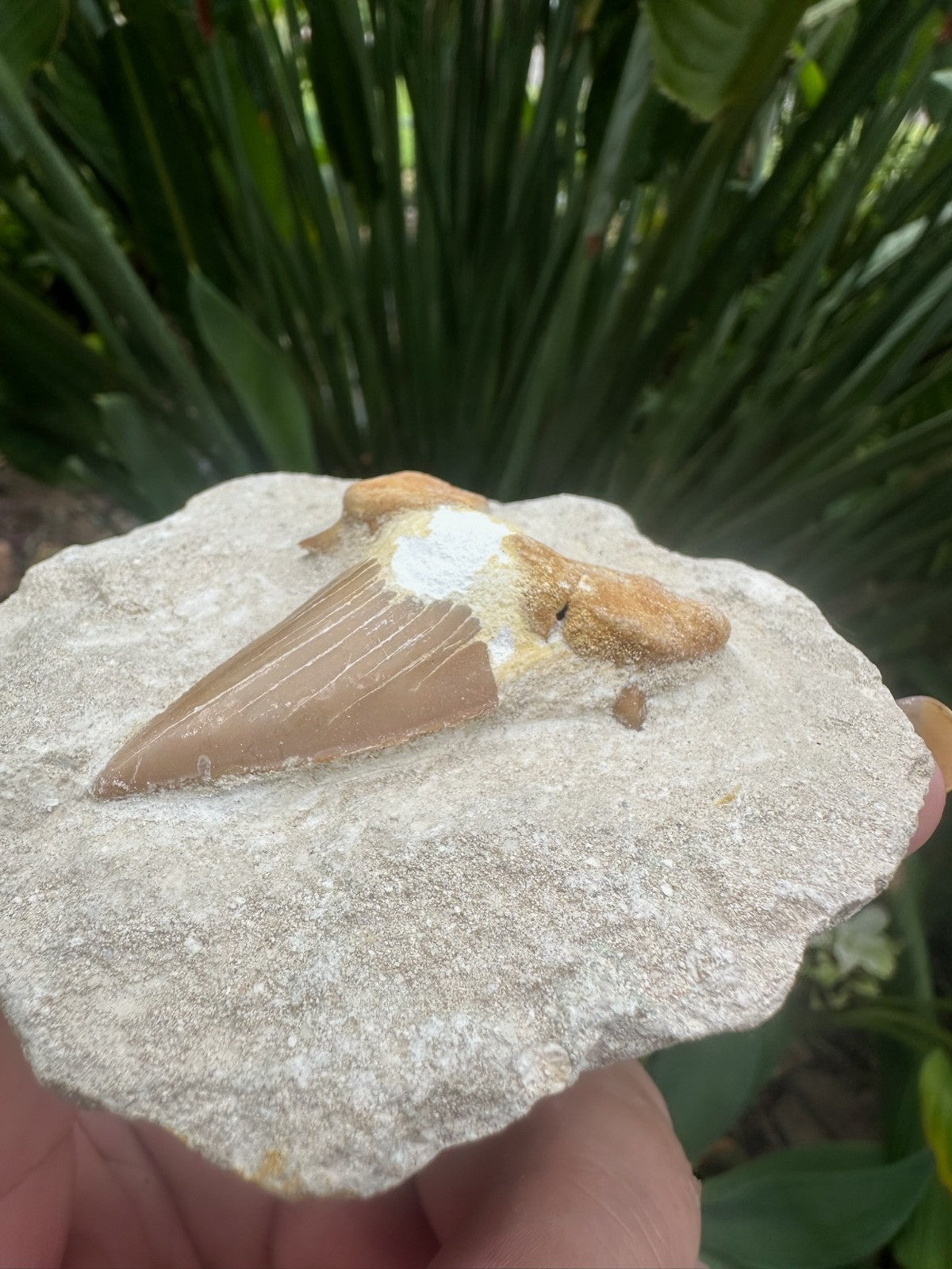 Large Fossil Shark Tooth In Matrix ~ 6cm tooth ~ Natural Marine Fossil Specimen