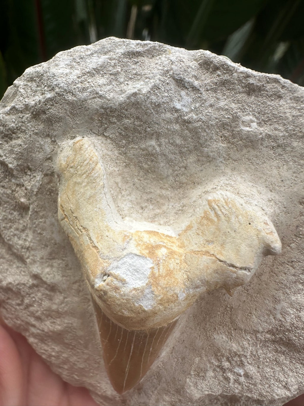 Large Fossil Shark Tooth In Matrix ~ 6cm tooth ~Natural Marine Fossil Specimen B