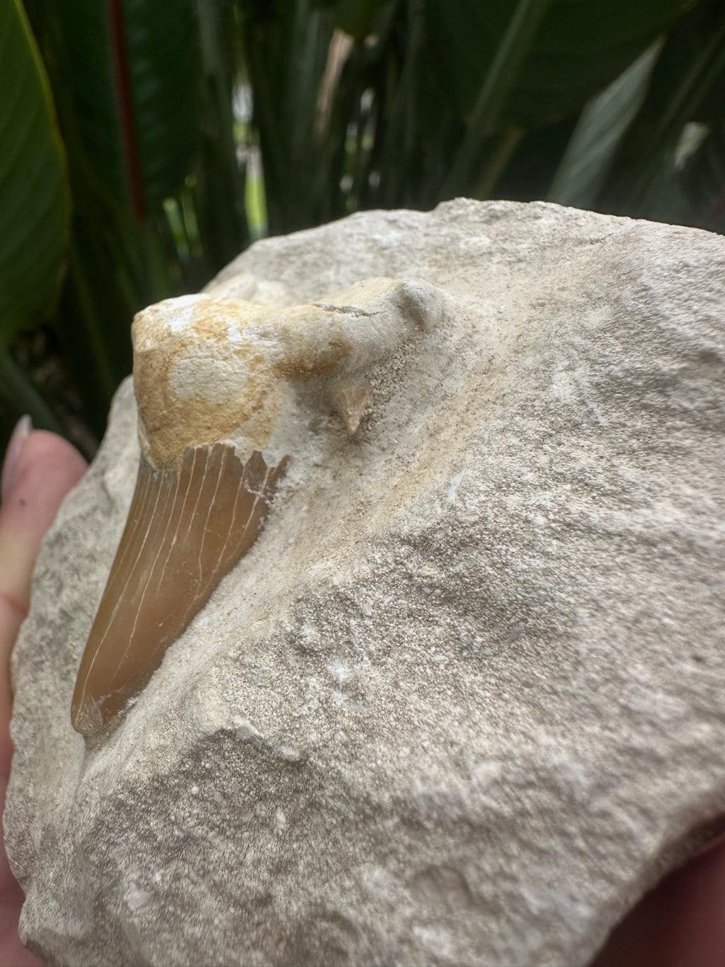 Large Fossil Shark Tooth In Matrix ~ 6cm tooth ~Natural Marine Fossil Specimen B
