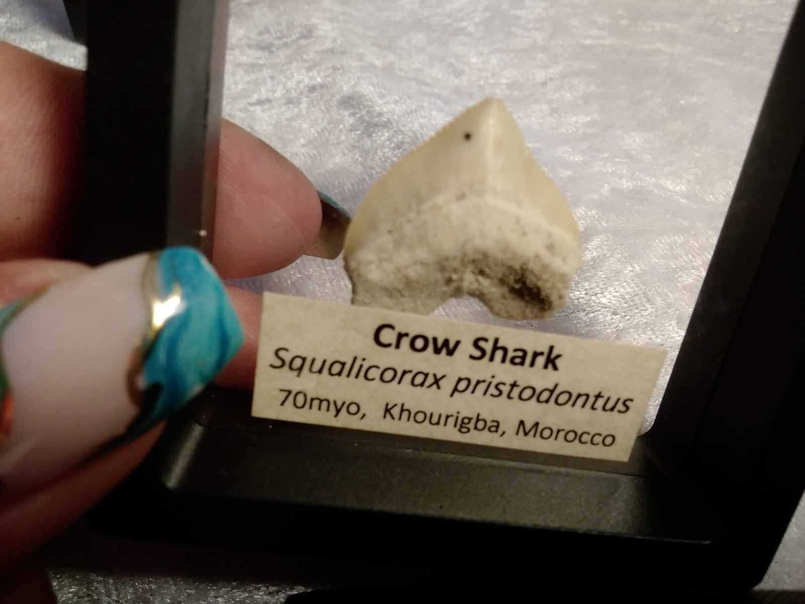 Squalicorax  "Crow Shark Tooth" 70 MYO, Morroco ~ Display 7cm (B Black)