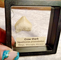 Squalicorax  "Crow Shark Tooth" 70 MYO, Morroco ~ Display 7cm (A Black)