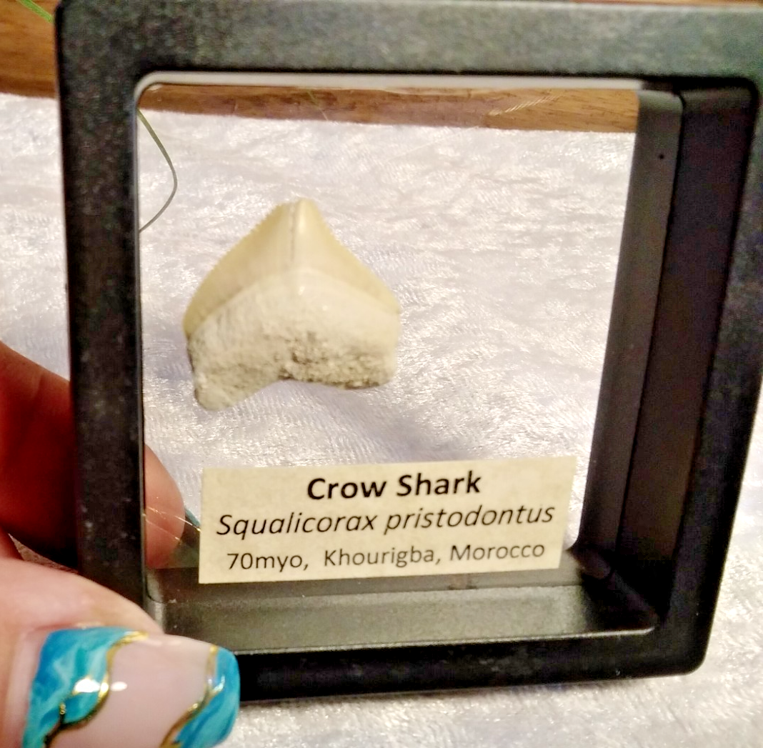 Squalicorax  "Crow Shark Tooth" 70 MYO, Morroco ~ Display 7cm (A Black)