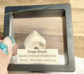 Squalicorax  "Crow Shark Tooth" 70 MYO, Morroco ~ Display 7cm (B Black)