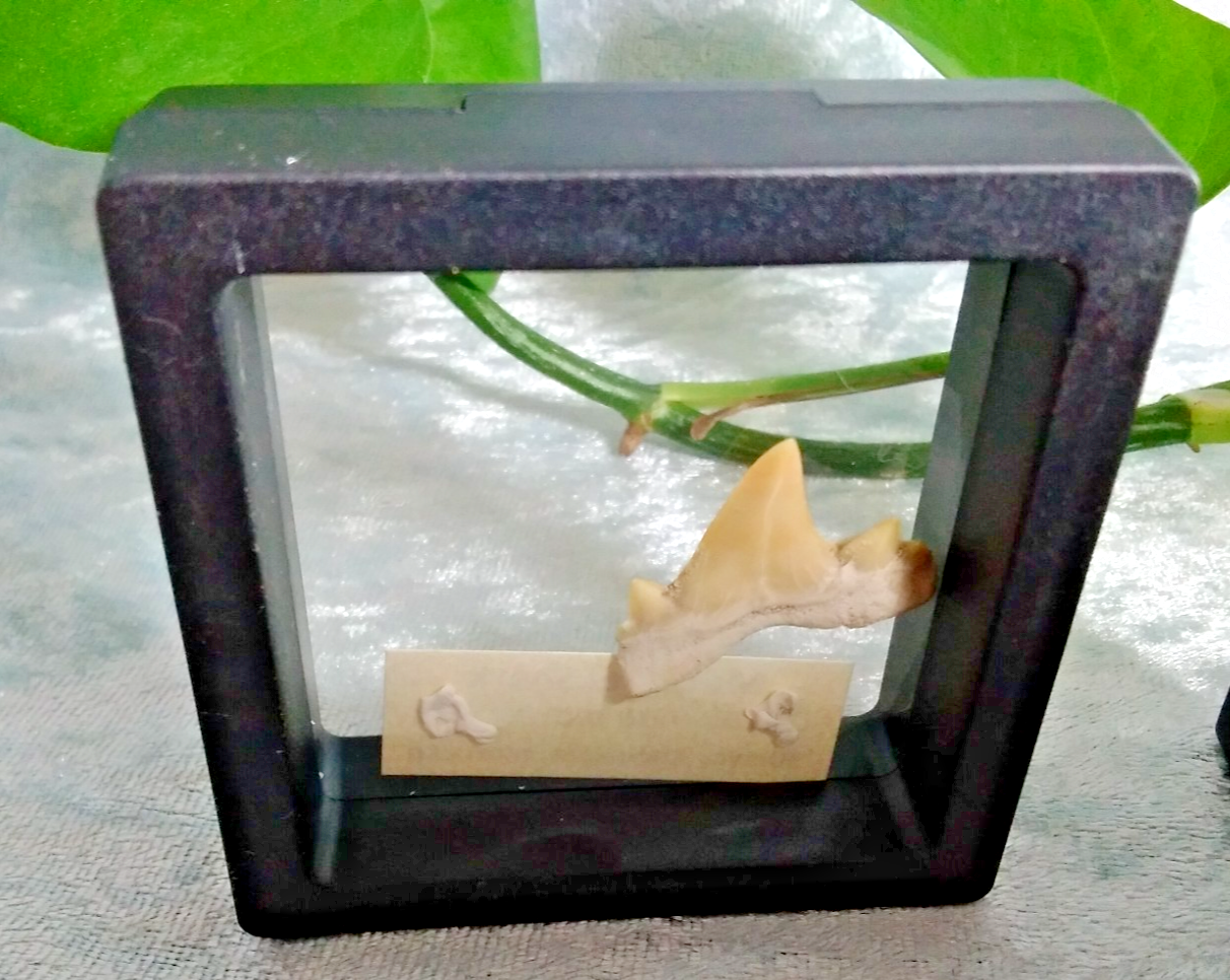 Mackerel Shark Tooth ~ Cretolamna Maroccana,  70 MYO, Morroco ~ Display Blk (A)