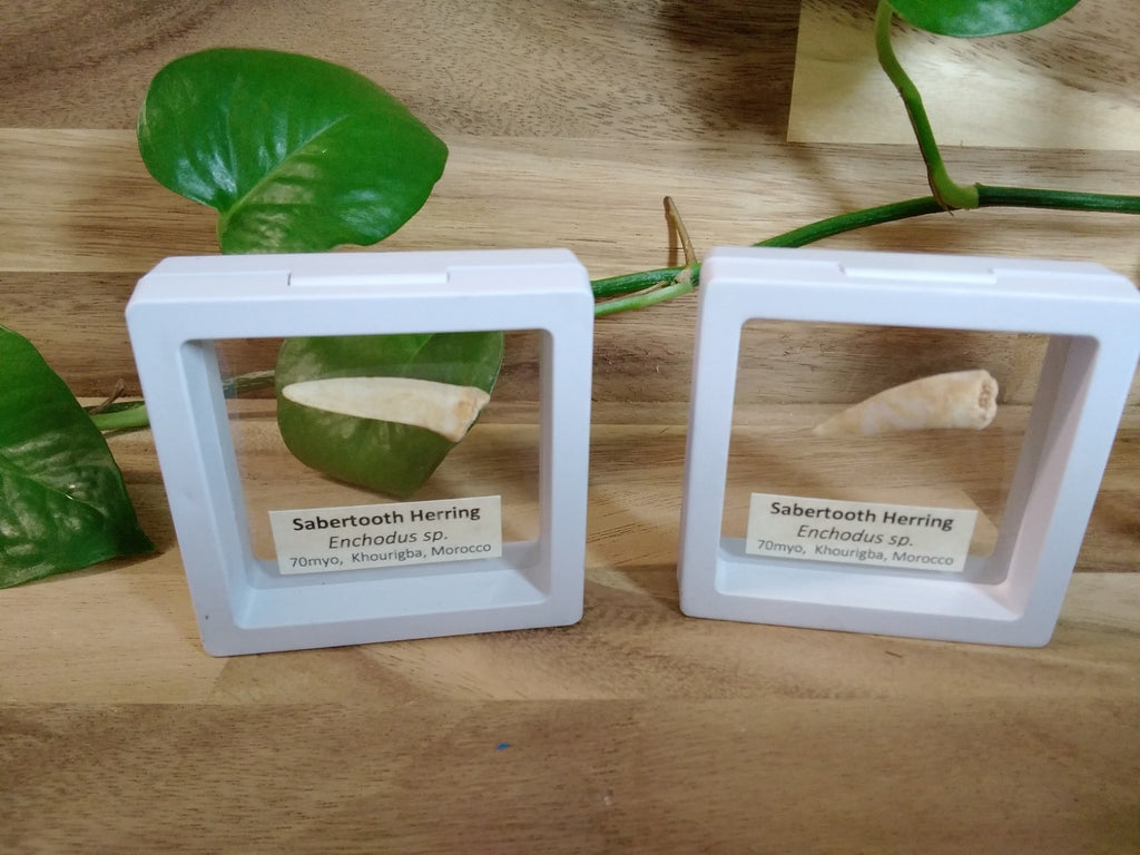 Echodus "Sabretooth Herring Tooth" 70 MYO, Morroco ~ Display 7cm (A white)