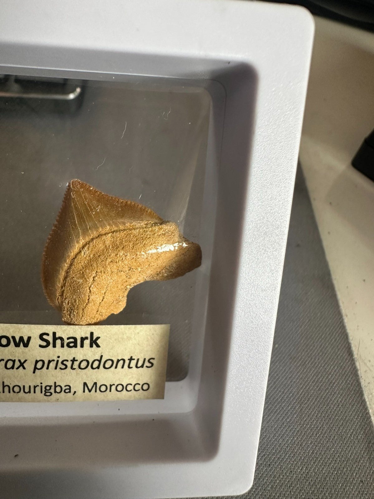Squalicorax  "Crow Shark Tooth" 70 MYO, Morroco ~ Display 7cm (B white)