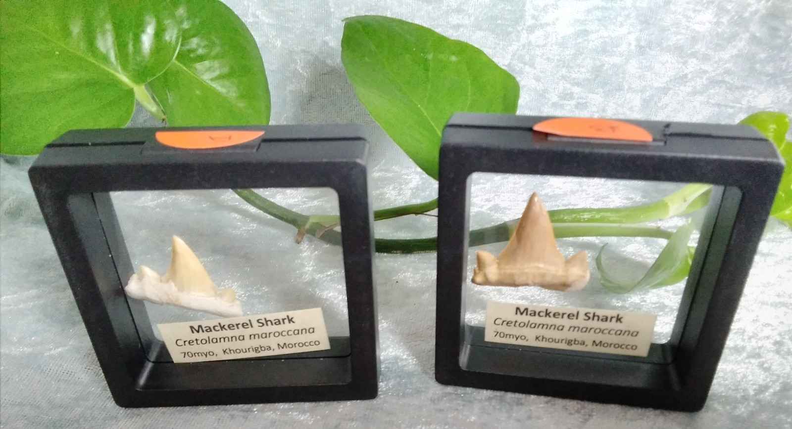 Mackerel Shark Tooth ~ Cretolamna Maroccana,  70 MYO, Morroco ~ Display Blk (B)