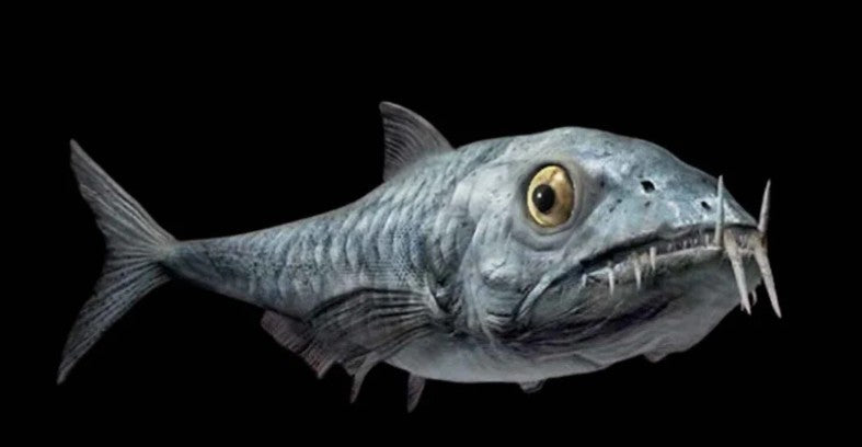 Echodus "Sabretooth Herring Tooth" 70 MYO, Morroco ~ Display 7cm (B)