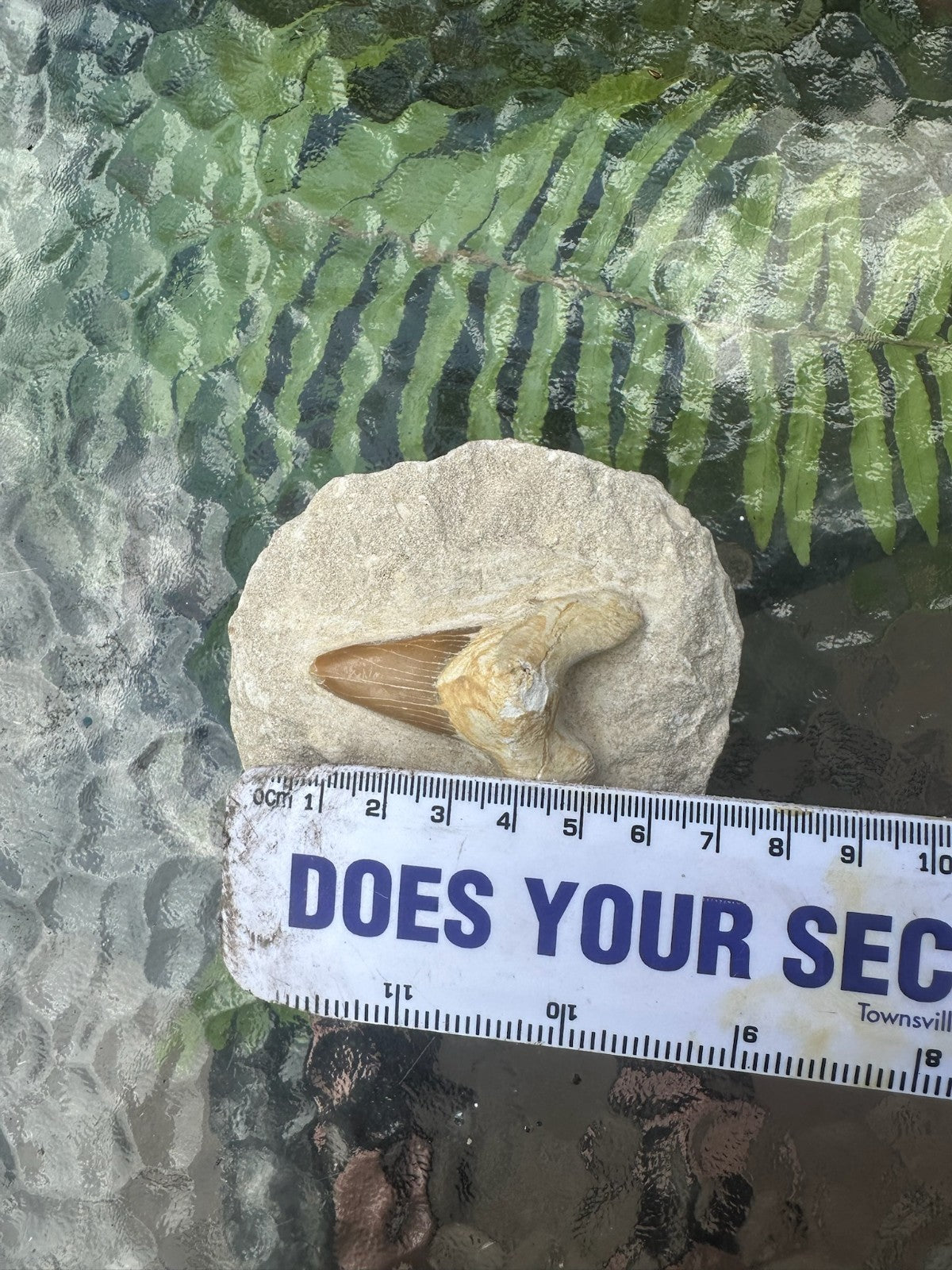 Large Fossil Shark Tooth In Matrix ~ 6cm tooth ~Natural Marine Fossil Specimen B