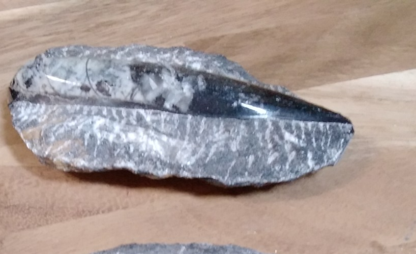 Fossil ORTHOCERAS Plaque ~ Polished Prehistoric Display Piece ~ 300g ~ 13 x 8 cm