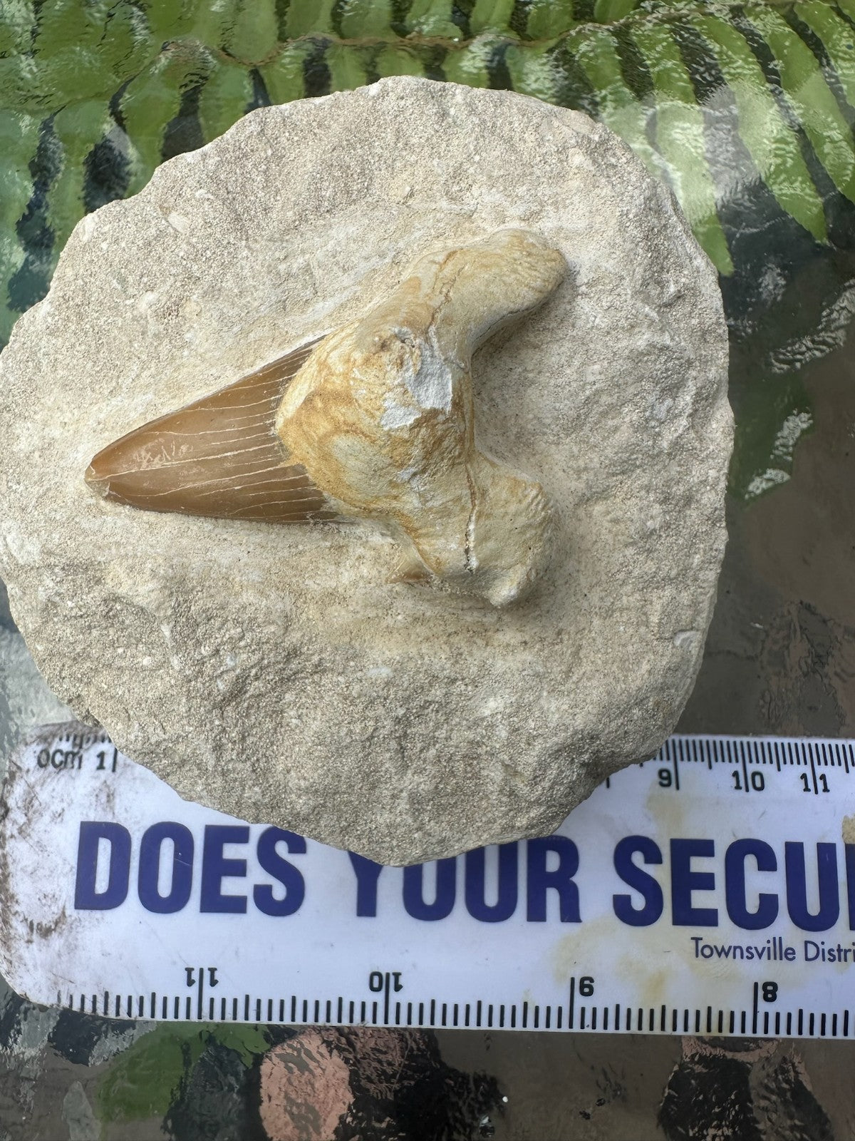 Large Fossil Shark Tooth In Matrix ~ 6cm tooth ~Natural Marine Fossil Specimen B