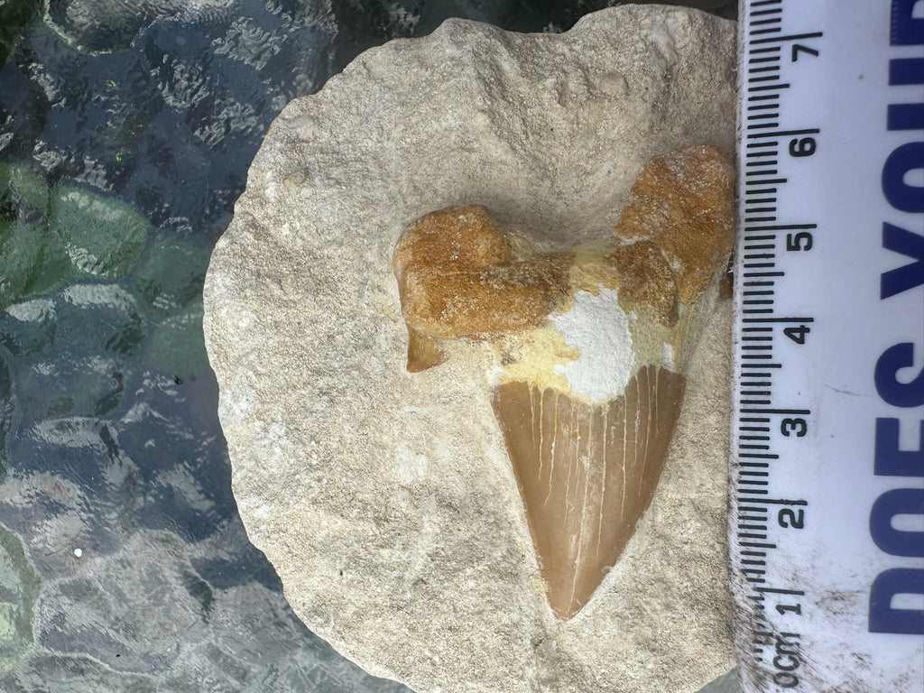 Large Fossil Shark Tooth In Matrix ~ 6cm tooth ~ Natural Marine Fossil Specimen