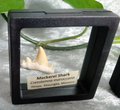 Mackerel Shark Tooth ~ Cretolamna Maroccana,  70 MYO, Morroco ~ Display Blk (A)
