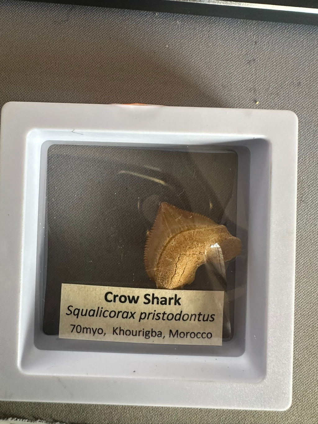 Squalicorax  "Crow Shark Tooth" 70 MYO, Morroco ~ Display 7cm (B white)
