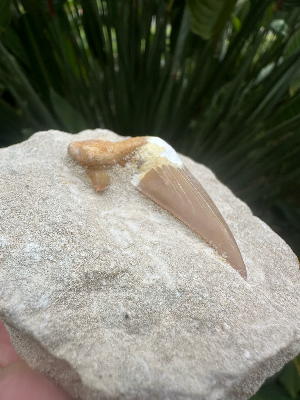 Large Fossil Shark Tooth In Matrix ~ 6cm tooth ~ Natural Marine Fossil Specimen
