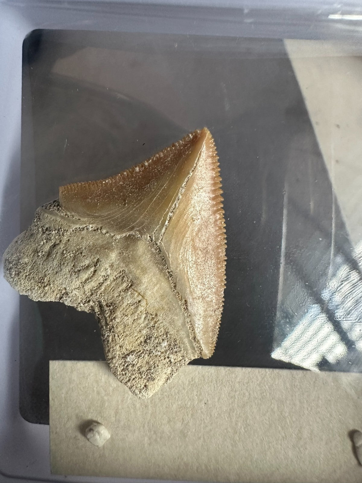 Squalicorax  "Crow Shark Tooth" 70 MYO, Morroco ~ Display 7cm (A white)