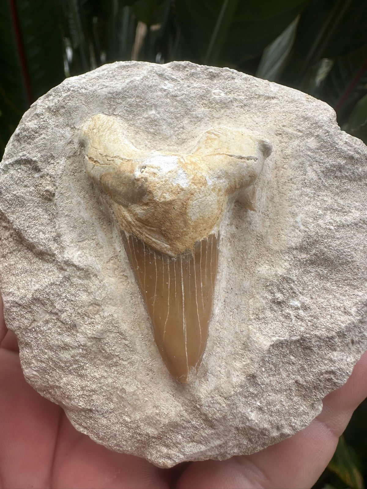 Large Fossil Shark Tooth In Matrix ~ 6cm tooth ~Natural Marine Fossil Specimen B