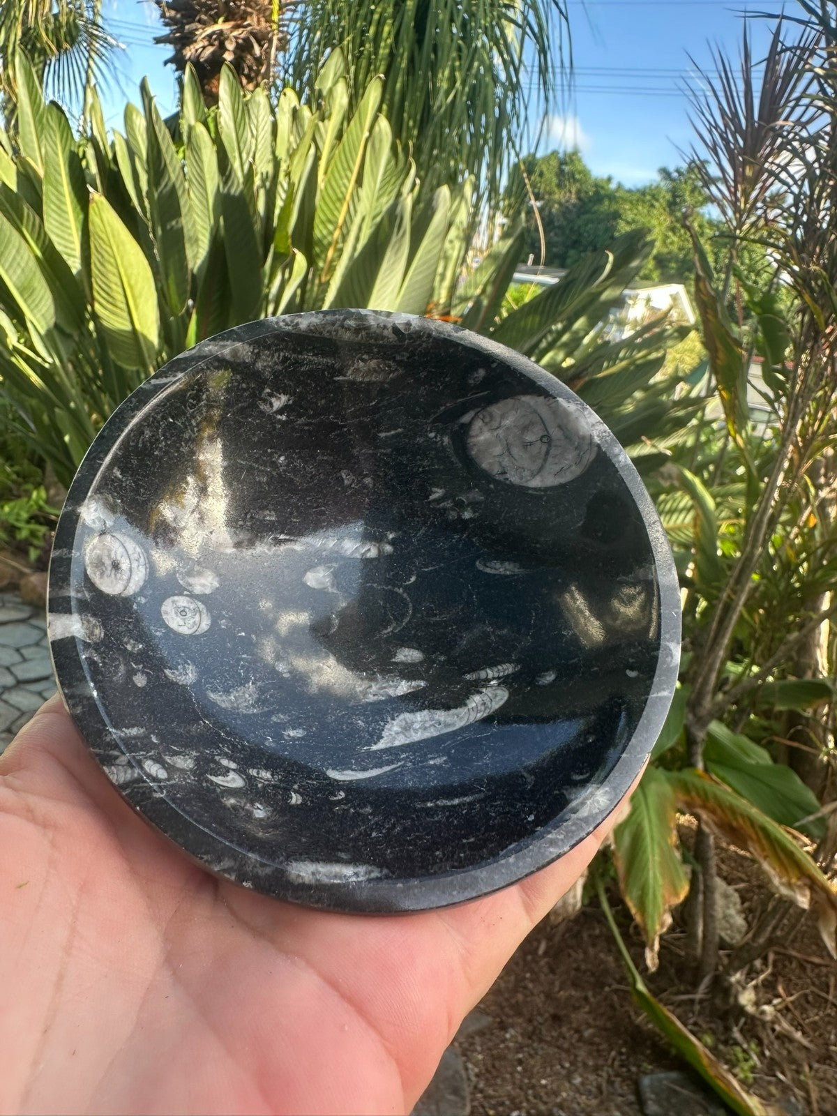 Orthoceras Fossil Stone Bowl ~ Natural Crystal Dish ~ Ancient Fossil Decor (C)