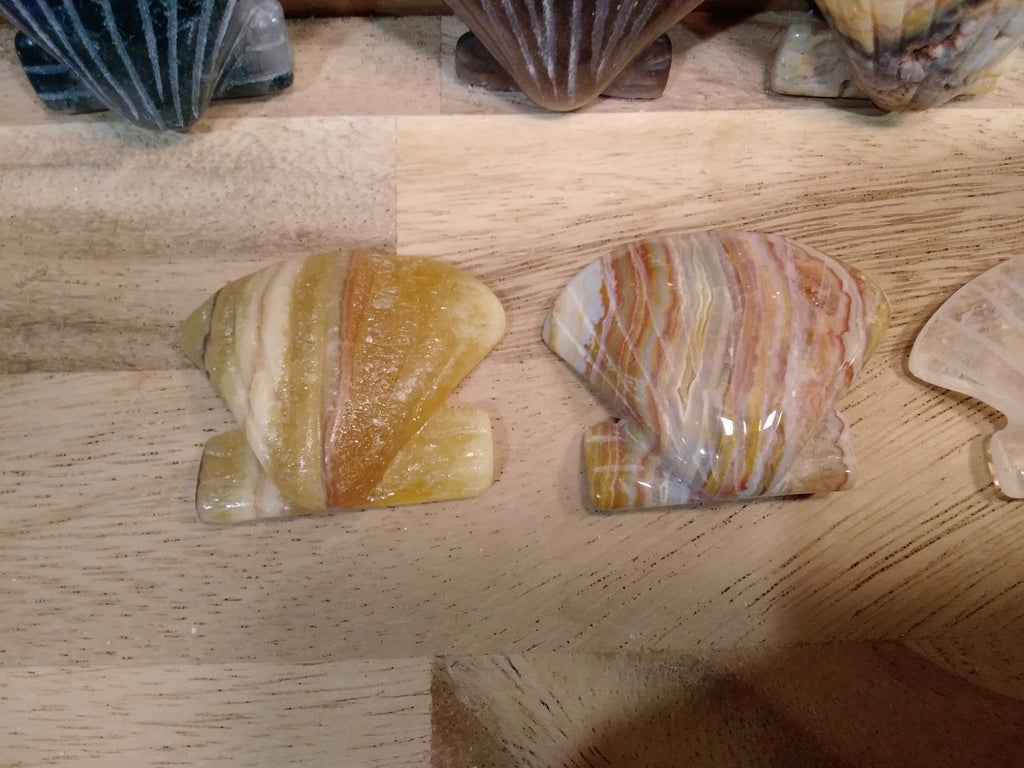 2" Natural Carved Sea Shell ~ Crystal Reiki Healing ~ 1pc ~ Intuitively Chosen