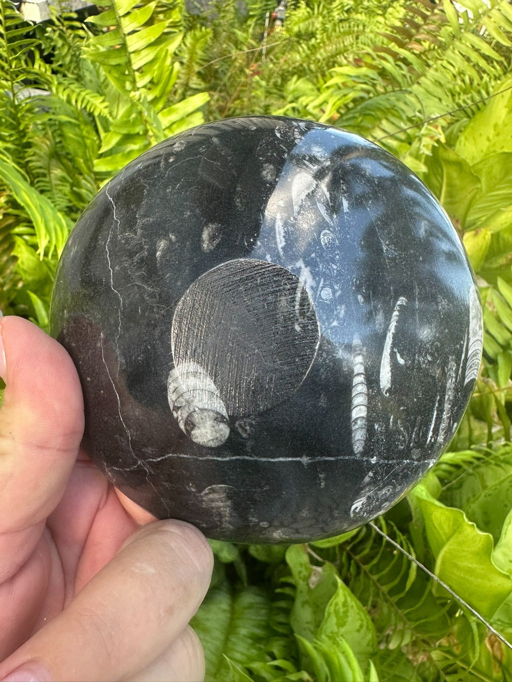 Orthoceras Fossil Stone Bowl ~ Natural Crystal Dish ~ Ancient Fossil Decor (A)