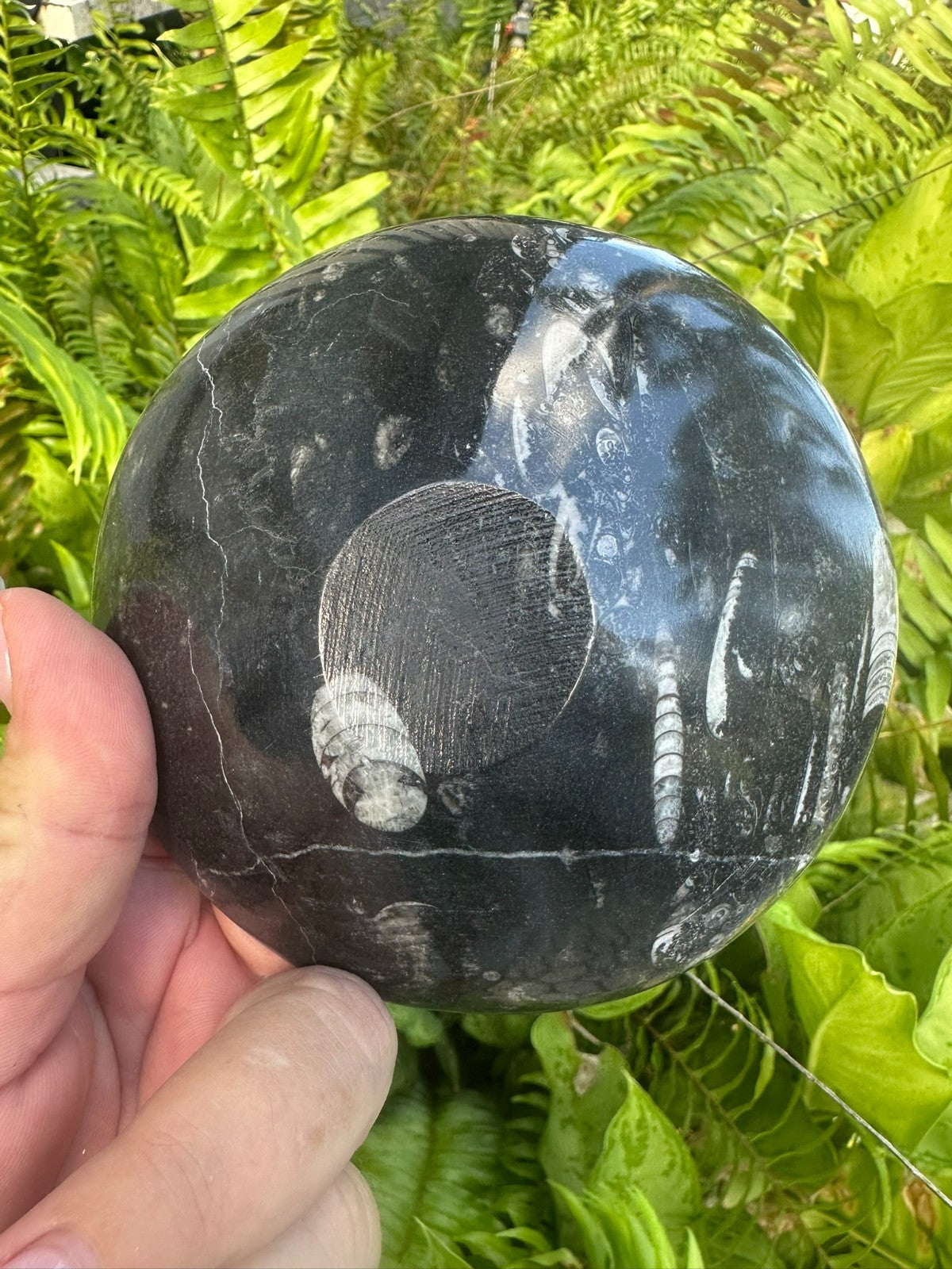 Orthoceras Fossil Stone Bowl ~ Natural Crystal Dish ~ Ancient Fossil Decor (A)