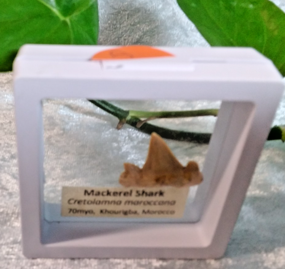 Mackerel Shark Tooth ~ Cretolamna Maroccana,  70 MYO, Morroco ~ Display 7cm (A)