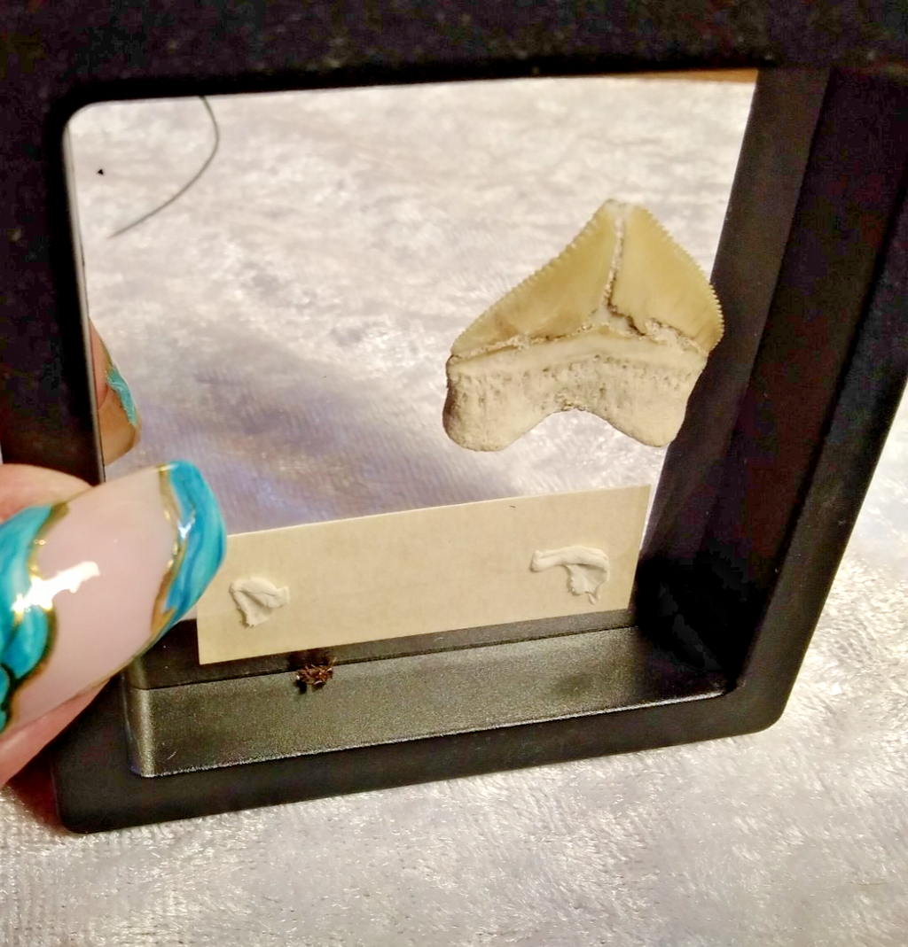 Squalicorax  "Crow Shark Tooth" 70 MYO, Morroco ~ Display 7cm (A Black)