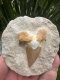 Large Fossil Shark Tooth In Matrix ~ 6cm tooth ~ Natural Marine Fossil Specimen