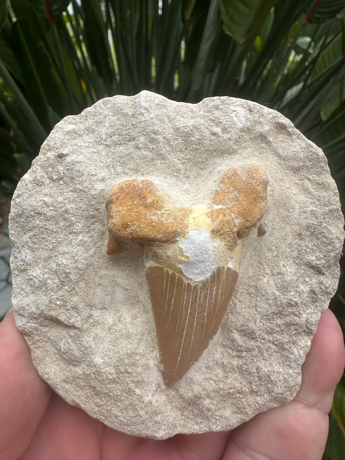 Large Fossil Shark Tooth In Matrix ~ 6cm tooth ~ Natural Marine Fossil Specimen