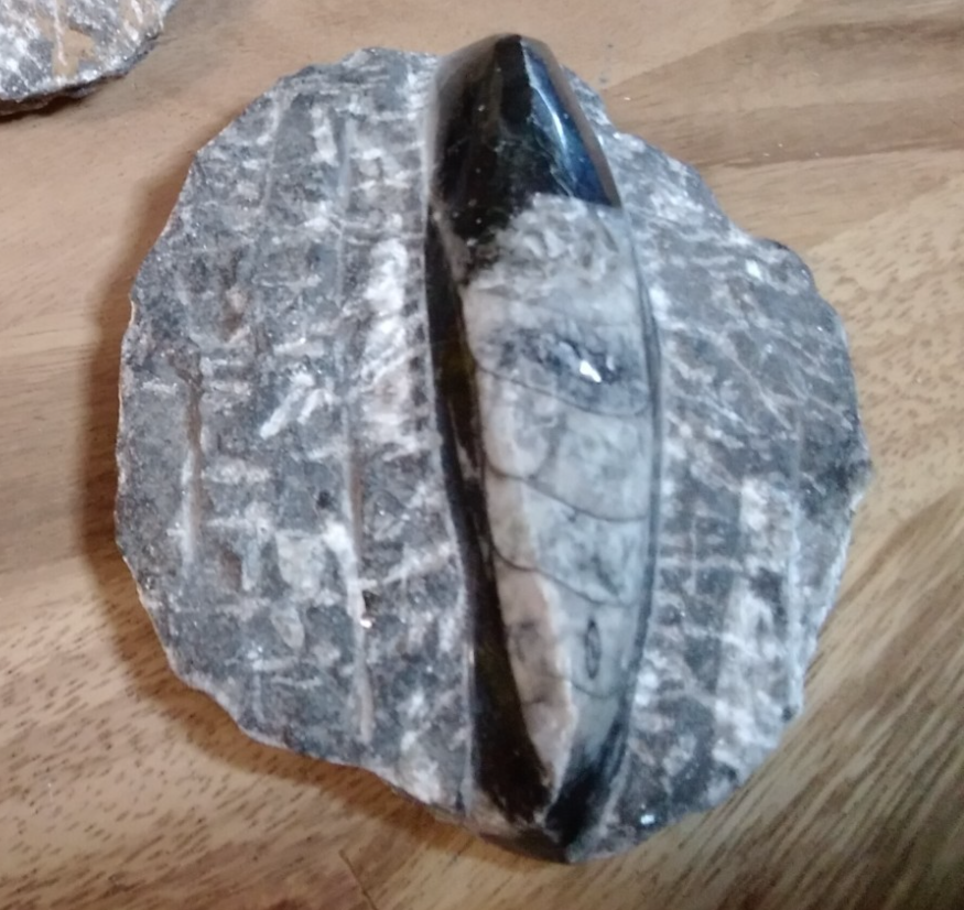 Fossil ORTHOCERAS Plaque ~Polished Prehistoric Display Piece 410g ~ 13 x 10 cm B