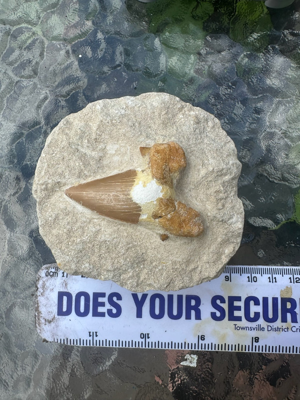Large Fossil Shark Tooth In Matrix ~ 6cm tooth ~ Natural Marine Fossil Specimen