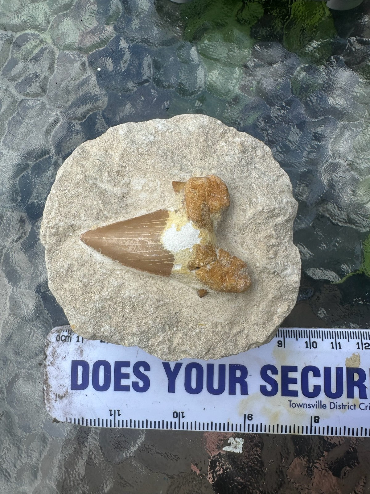 Large Fossil Shark Tooth In Matrix ~ 6cm tooth ~ Natural Marine Fossil Specimen