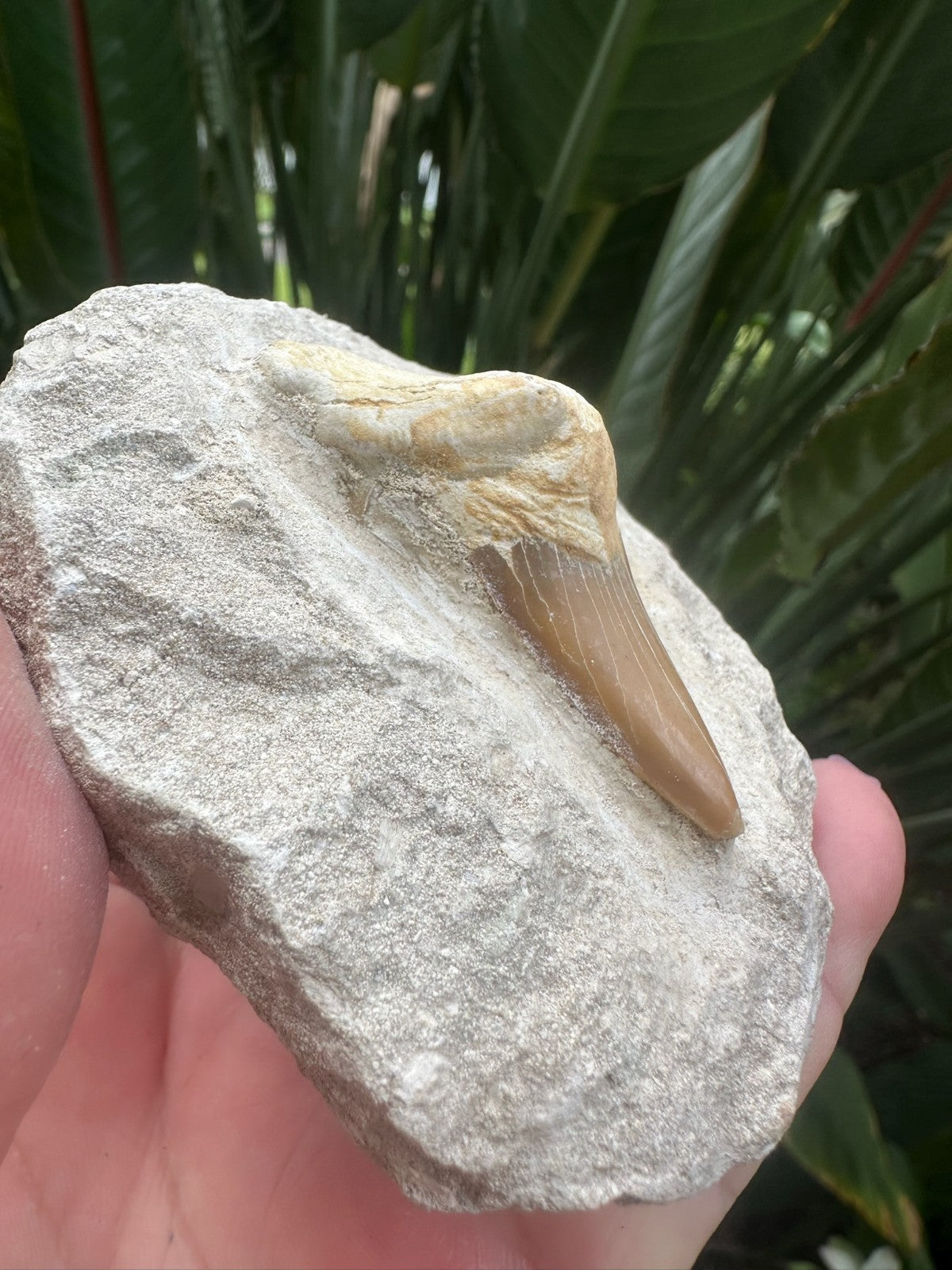 Large Fossil Shark Tooth In Matrix ~ 6cm tooth ~Natural Marine Fossil Specimen B