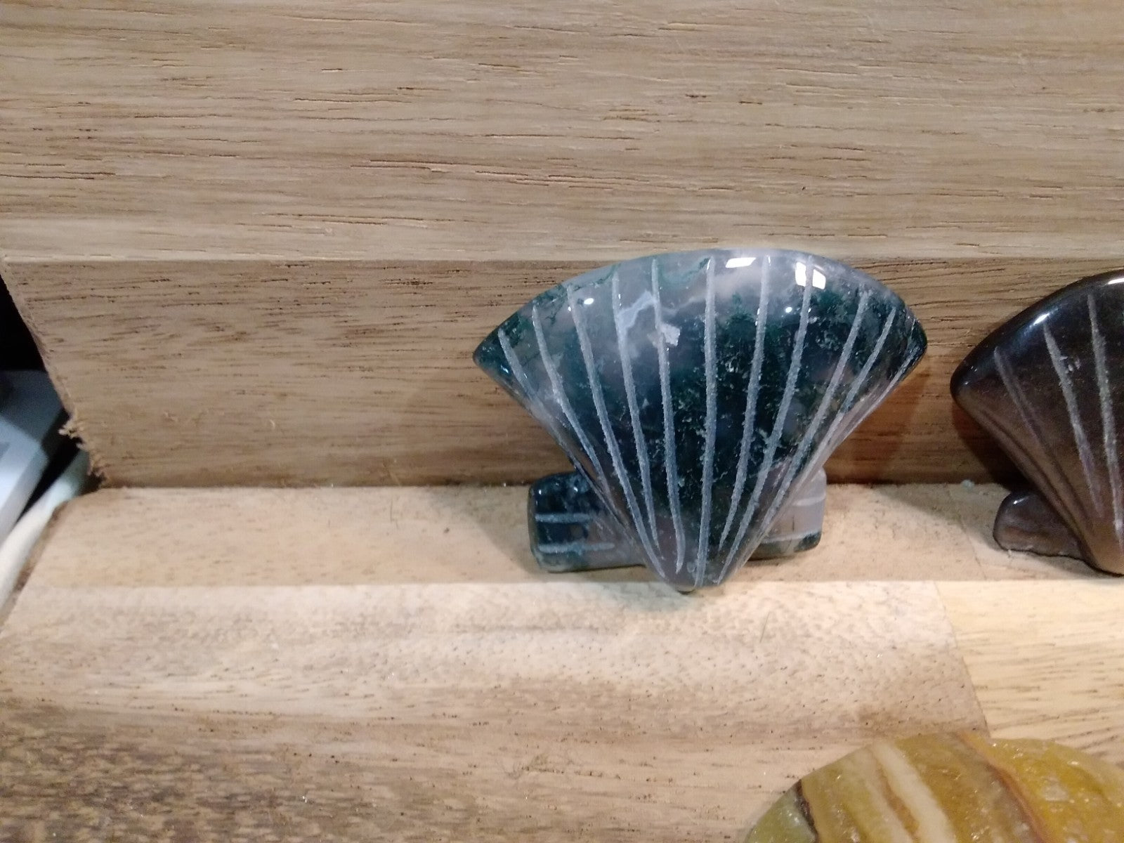 2" Natural Carved Sea Shell ~ Crystal Reiki Healing ~ 1pc ~ Intuitively Chosen