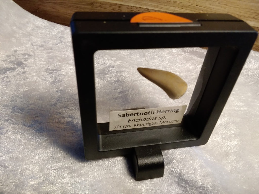 Echodus "Sabretooth Herring Tooth" 70 MYO, Morroco ~ Display 7cm (A)