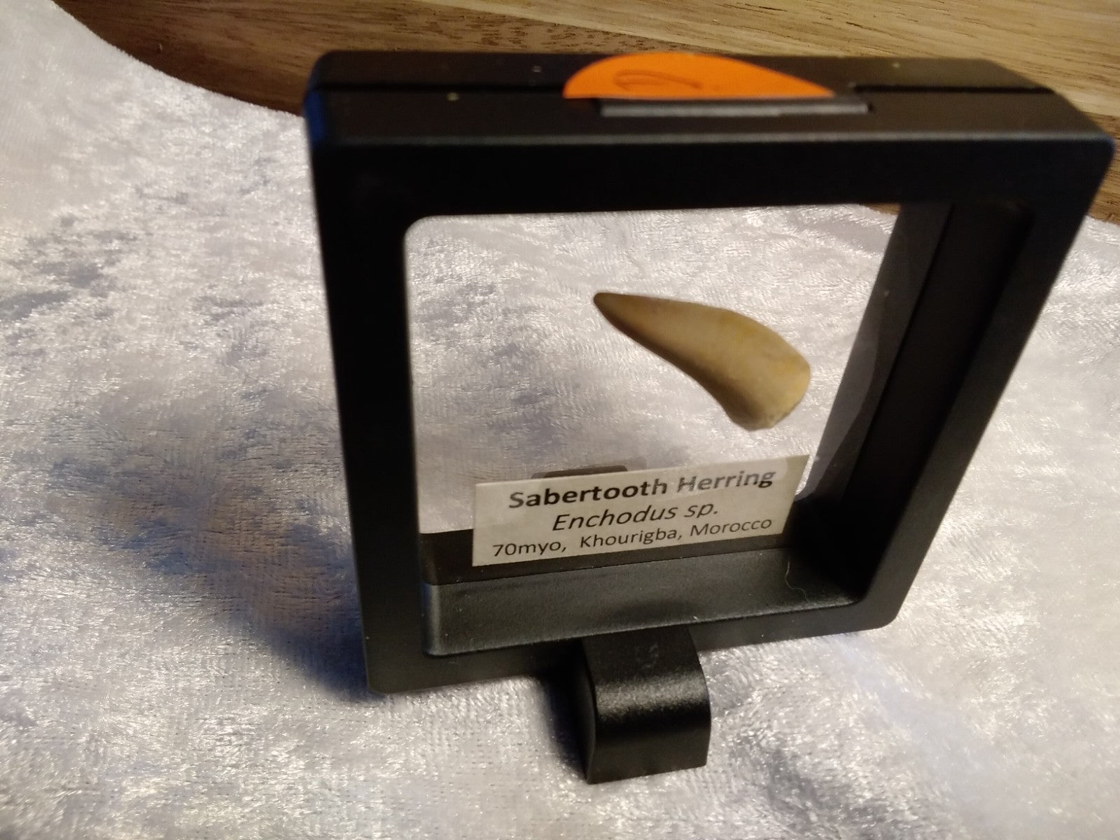 Echodus "Sabretooth Herring Tooth" 70 MYO, Morroco ~ Display 7cm (A)