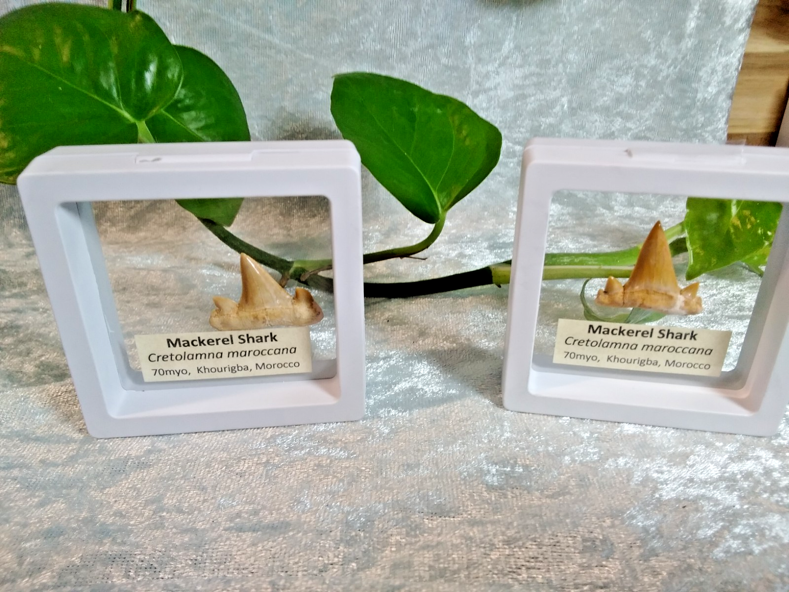 Mackerel Shark Tooth ~ Cretolamna Maroccana,  70 MYO, Morroco ~ Display 7cm (A)