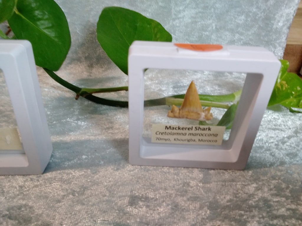 Mackerel Shark Tooth ~ Cretolamna Maroccana,  70 MYO, Morroco ~ Display 7cm (b)