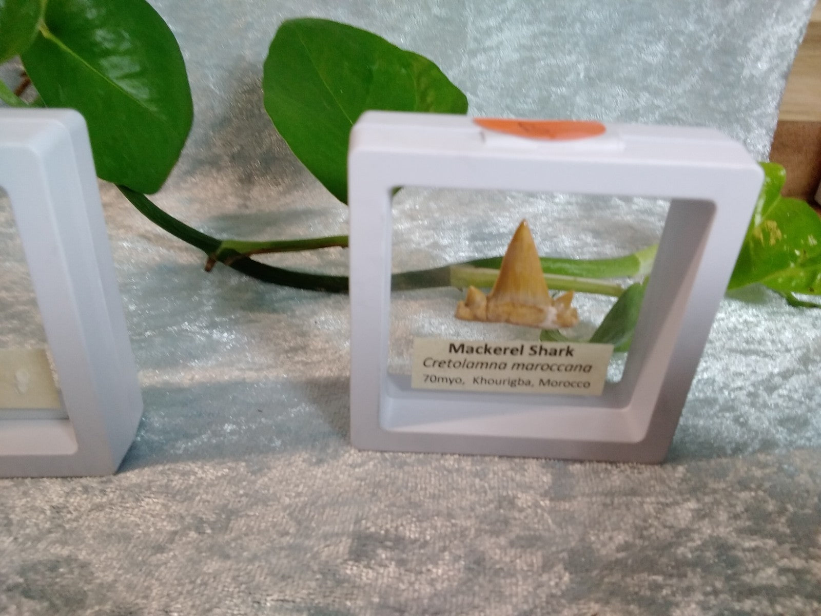 Mackerel Shark Tooth ~ Cretolamna Maroccana,  70 MYO, Morroco ~ Display 7cm (b)