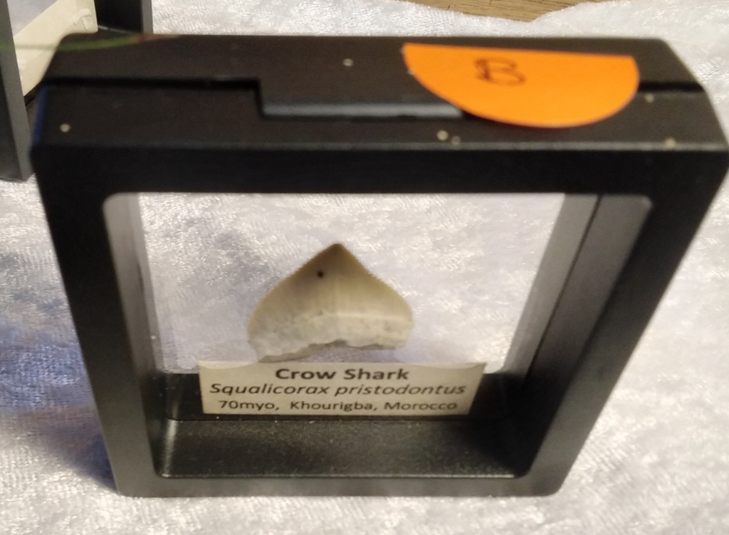 Squalicorax  "Crow Shark Tooth" 70 MYO, Morroco ~ Display 7cm (B Black)