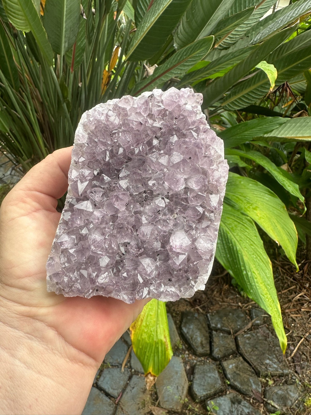 Natural Amethyst Crystal Cluster Druzy Specimen Healing Stone Display
