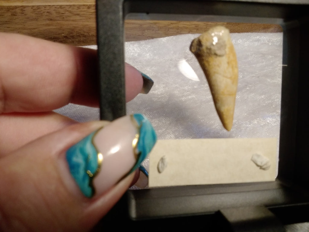 Echodus "Sabretooth Herring Tooth" 70 MYO, Morroco ~ Display 7cm (B)