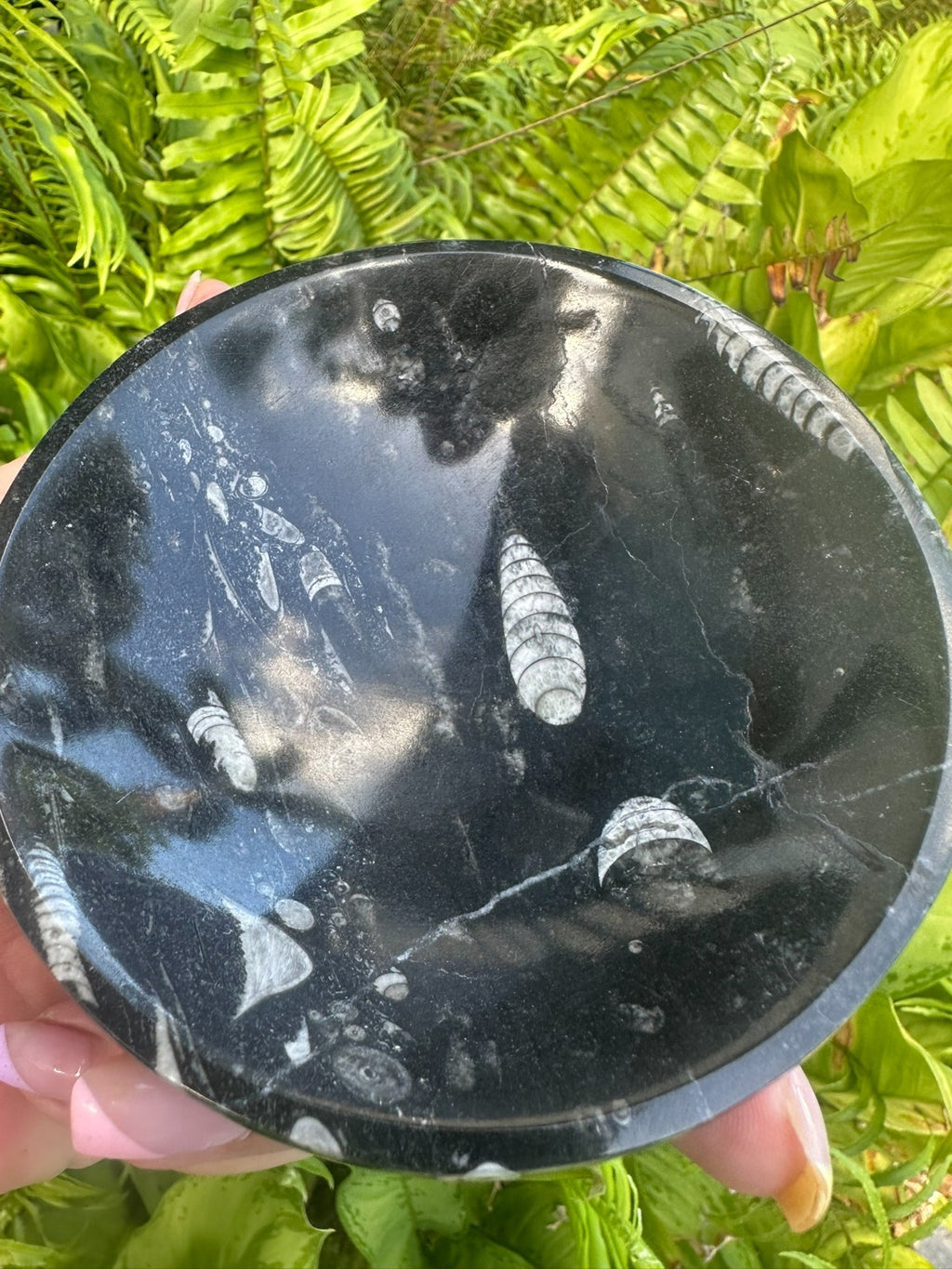 Orthoceras Fossil Stone Bowl ~ Natural Crystal Dish ~ Ancient Fossil Decor (A)