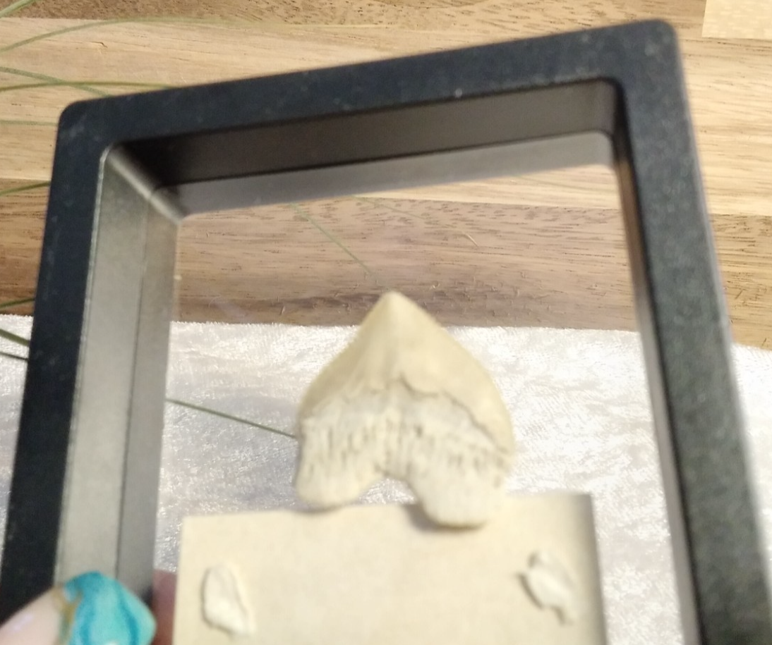 Squalicorax  "Crow Shark Tooth" 70 MYO, Morroco ~ Display 7cm (B Black)