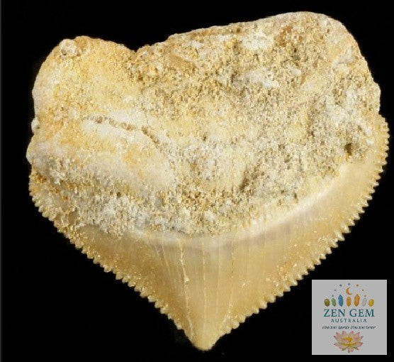 Squalicorax  "Crow Shark Tooth" 70 MYO, Morroco ~ Display 7cm (B Black)