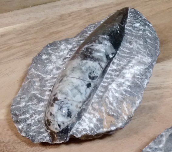 Fossil ORTHOCERAS Plaque ~ Polished Prehistoric Display Piece ~ 300g ~ 13 x 8 cm