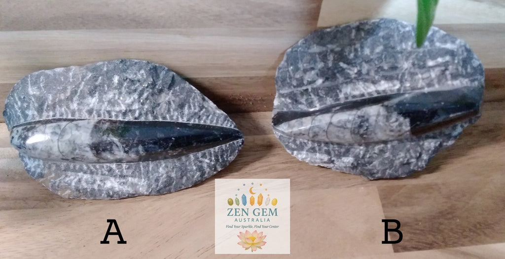 Fossil ORTHOCERAS Plaque ~ Polished Prehistoric Display Piece ~ 300g ~ 13 x 8 cm