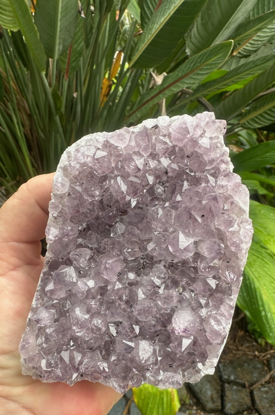 Natural Amethyst Crystal Cluster Druzy Specimen Healing Stone Display